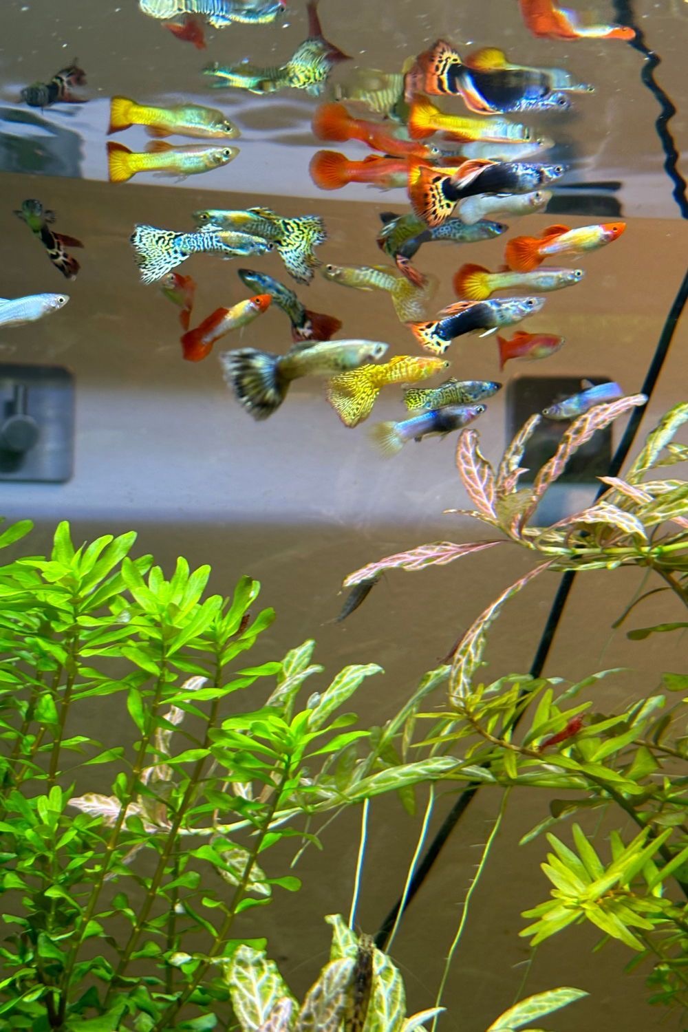 Samui Fish House