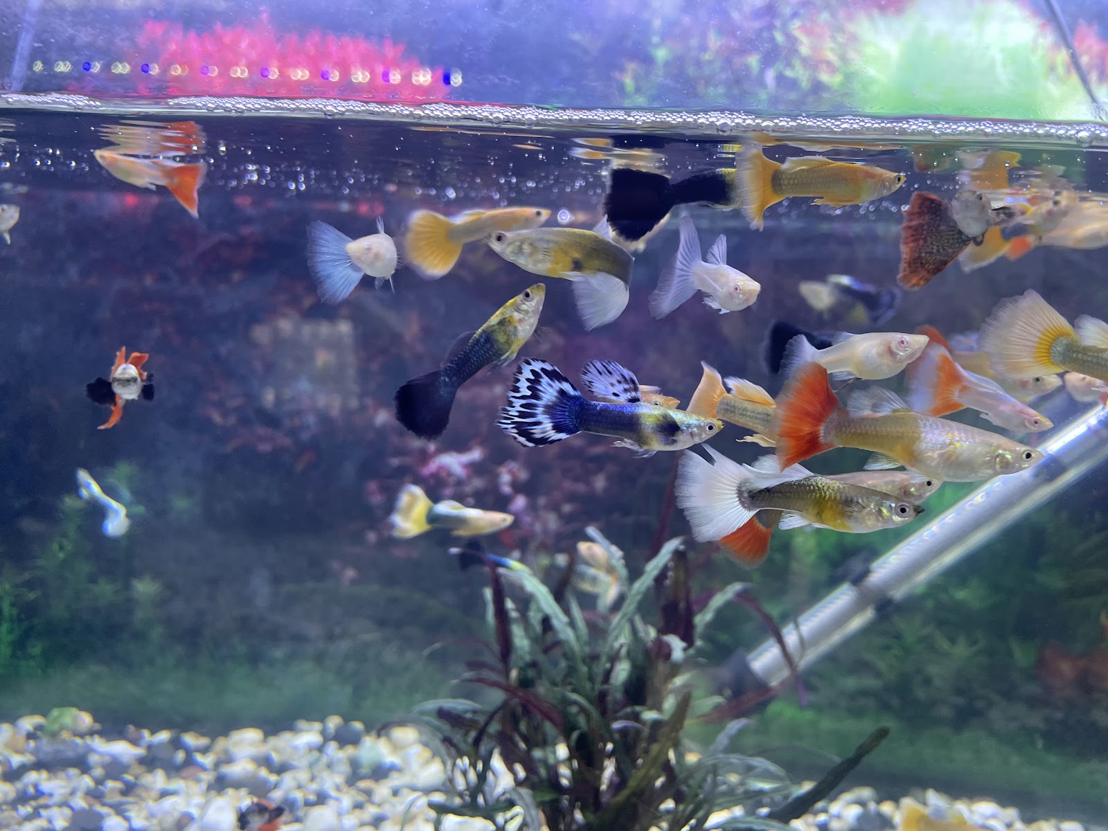 Samui Fish House