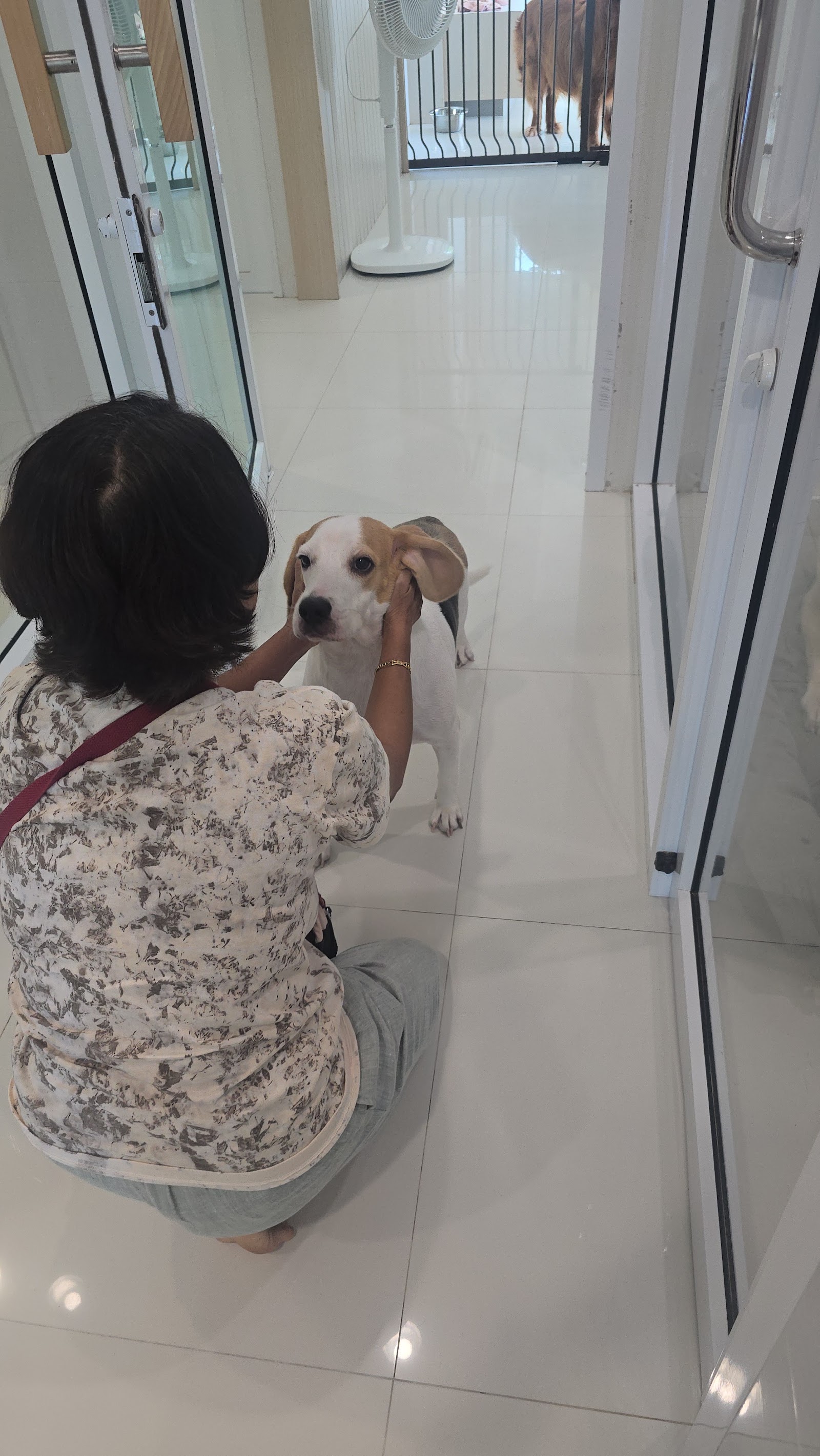 Surat Dog Home