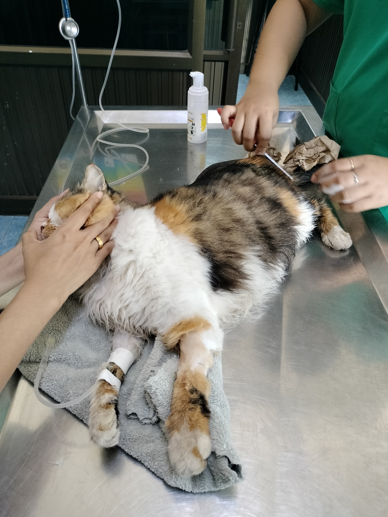 Surat Thani Animal Hospital