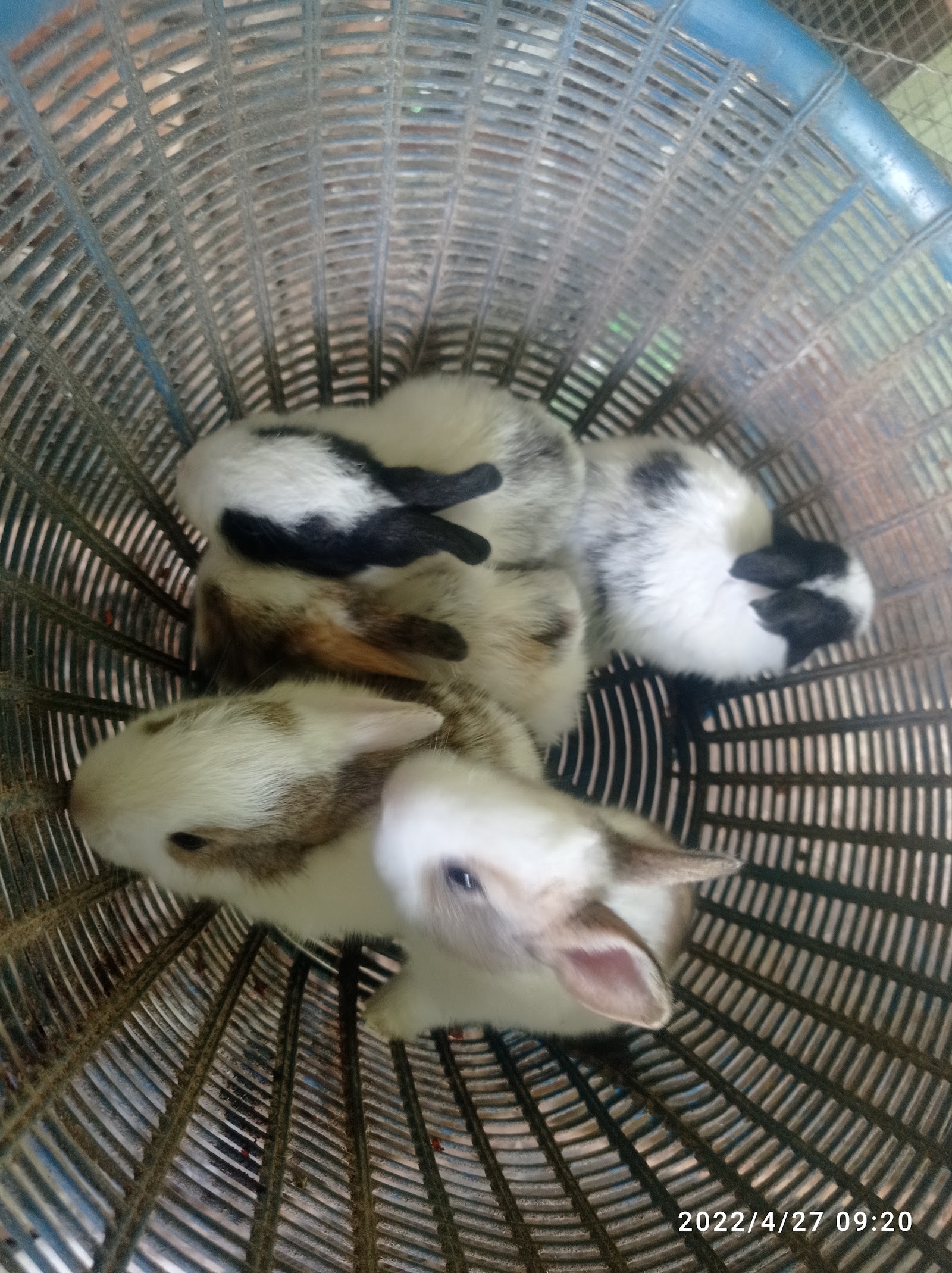 Thai Rabbit Farm Surat Thani