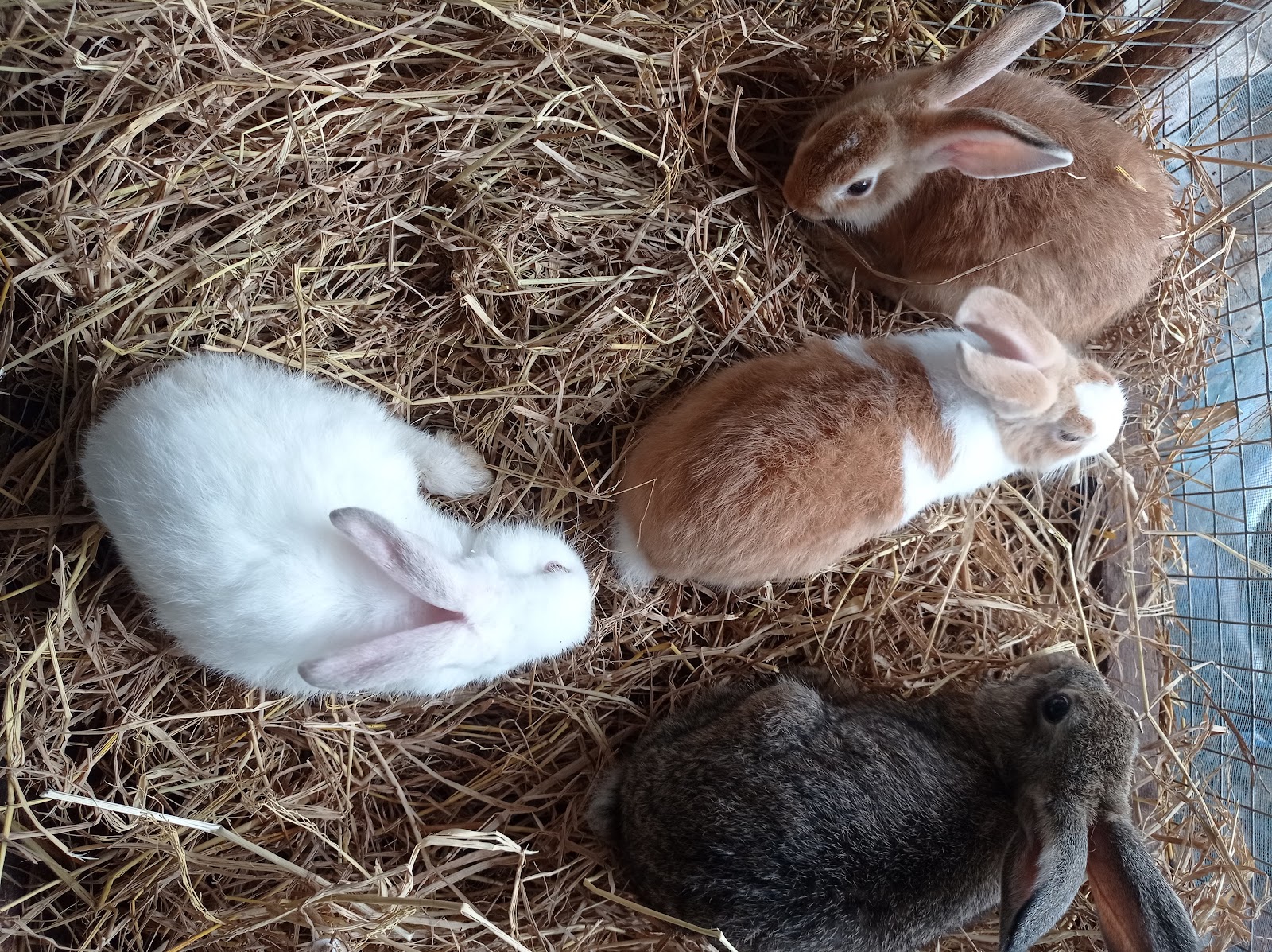 Thai Rabbit Farm Surat Thani