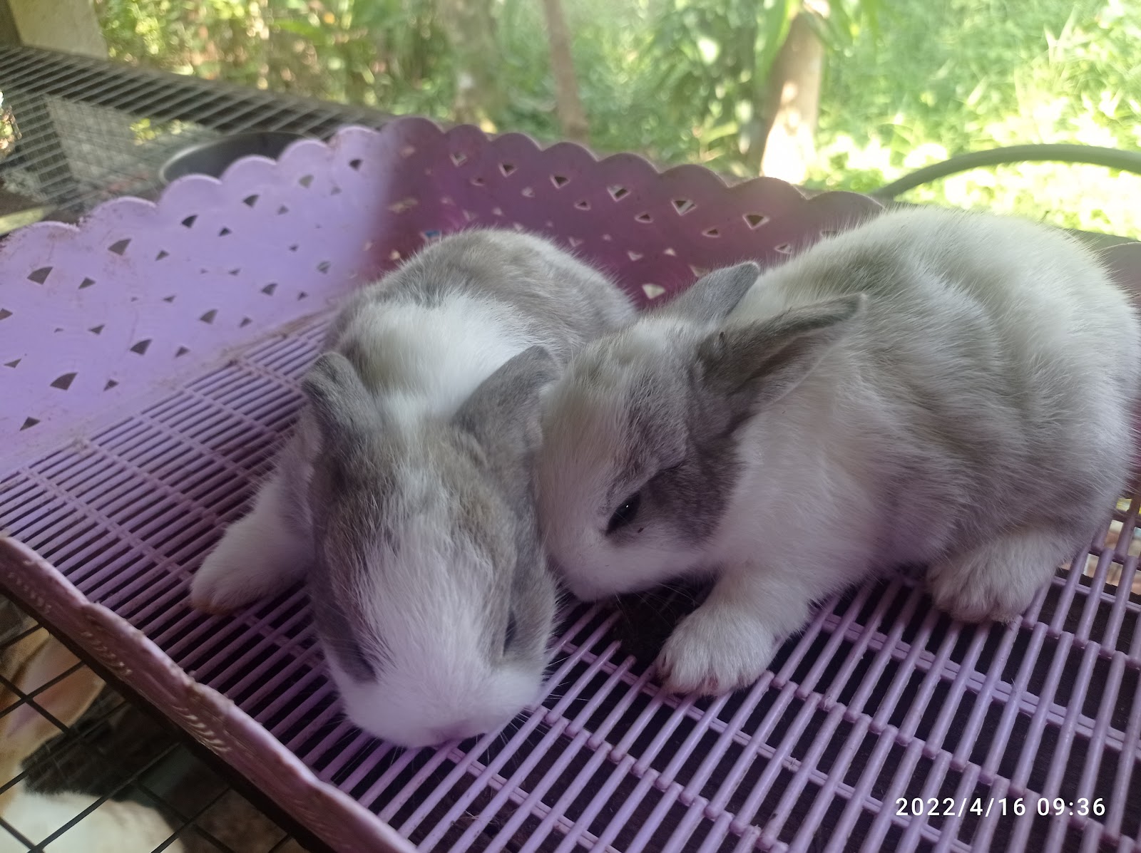 Thai Rabbit Farm Surat Thani