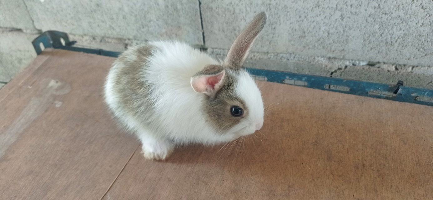 Thai Rabbit Farm Surat Thani