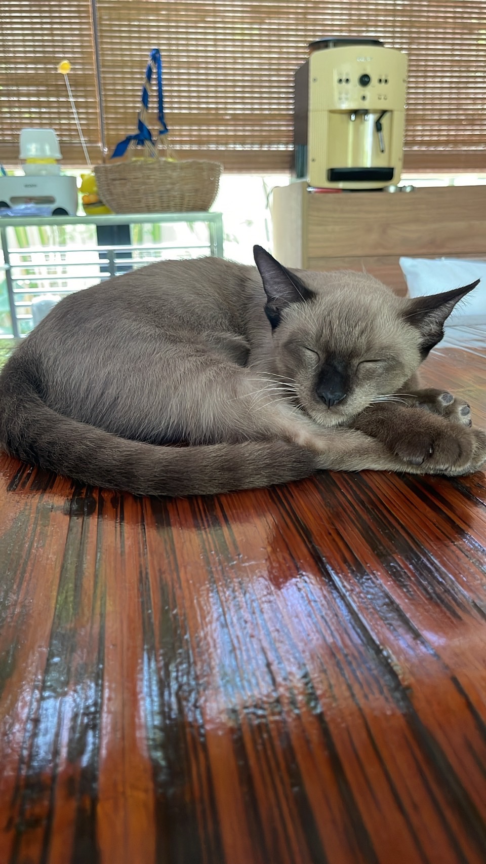 The Happy Paw