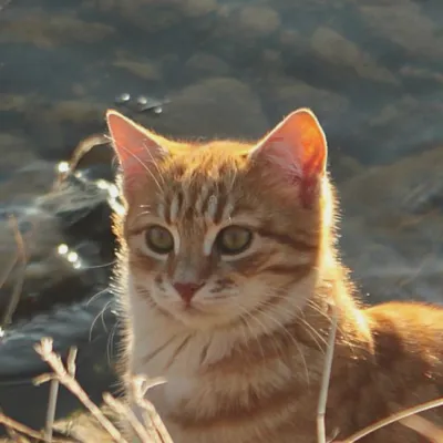 Oscar