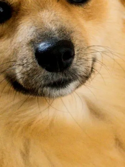 Nok