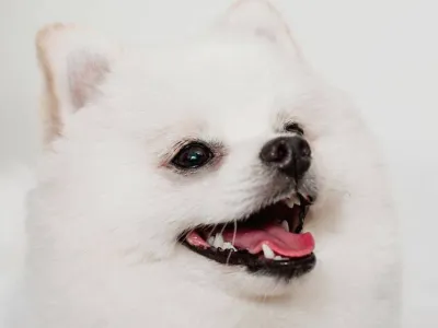 Miso