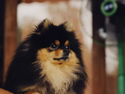 Max