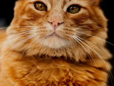 Peanut