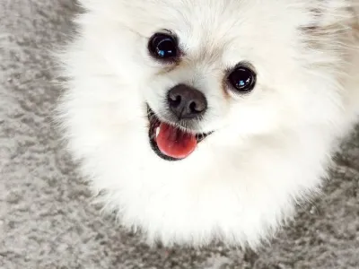 Biscuit