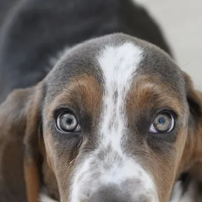 Peanut