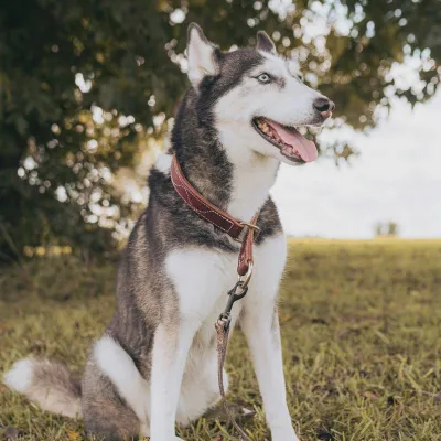 Oscar