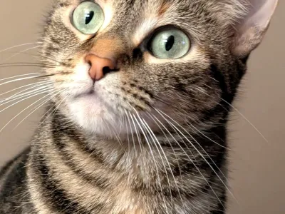 Zuzu