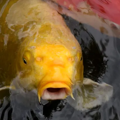 Moji