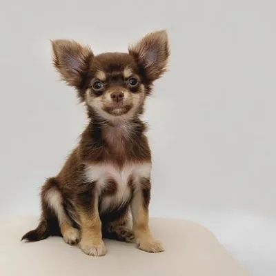 Simba