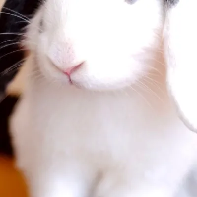 Ollie