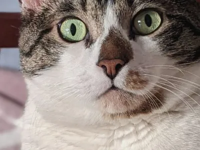 Kuma