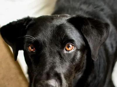 Pepper