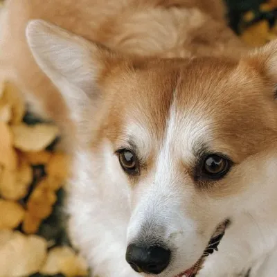 Taro