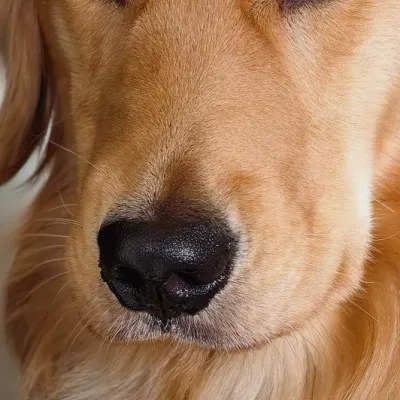 Bobo