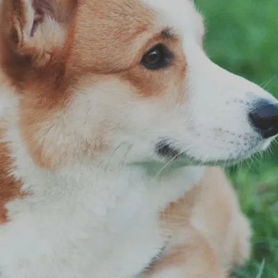Rosie