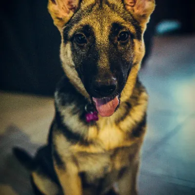 Bambi