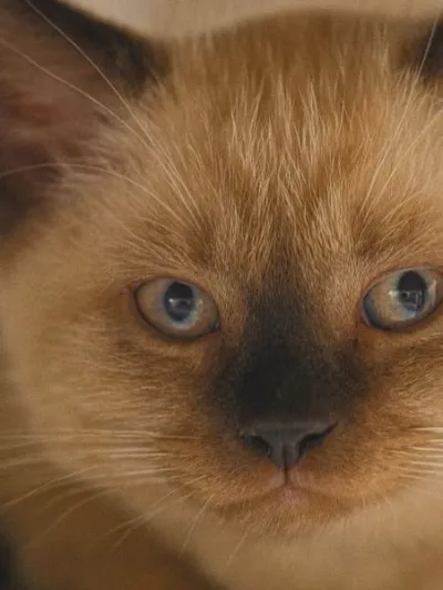 Kitty