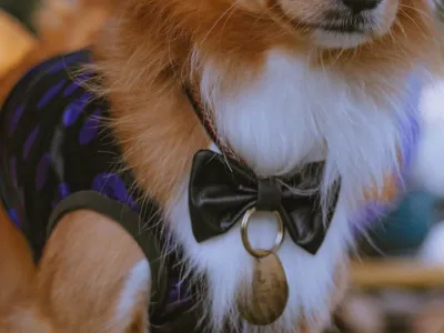 Lulu