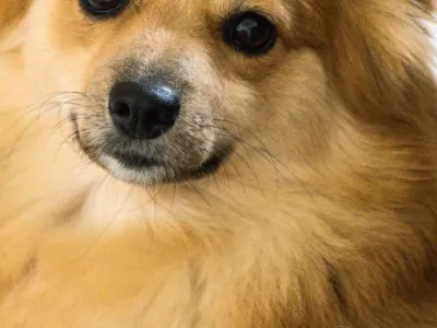 Taro
