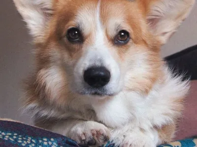 Miso