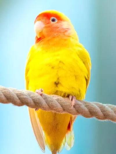 Pepper