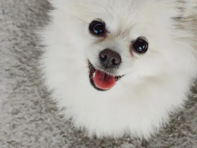 Nala