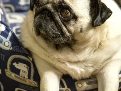 Bobo