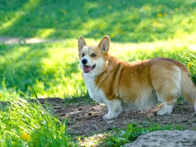 Fluffy