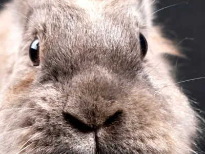 Mochi