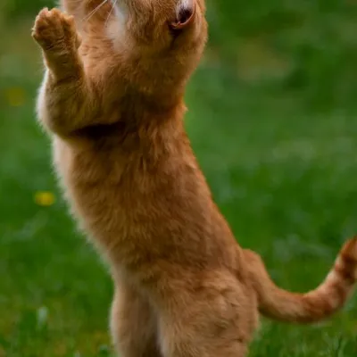 Kitty