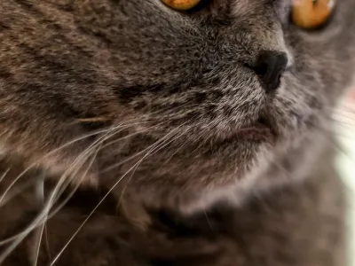 Kopi