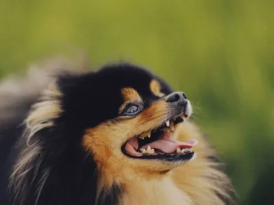 Oscar
