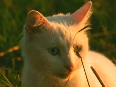 Kitty