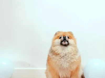 Lek