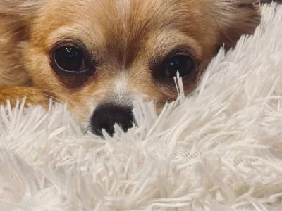 Nemo