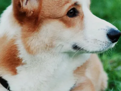 Lay
