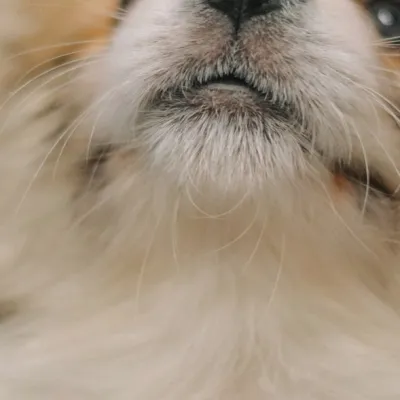Mochi