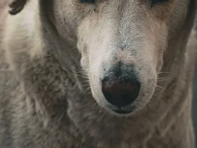 Moo