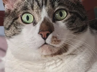 Finn