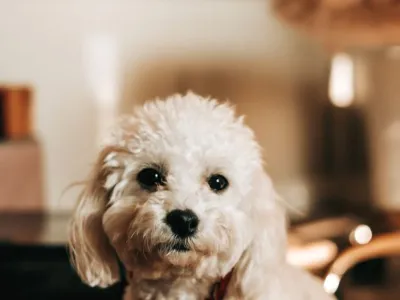 Nala
