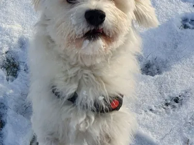 Nemo