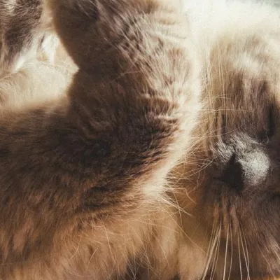 Oreo