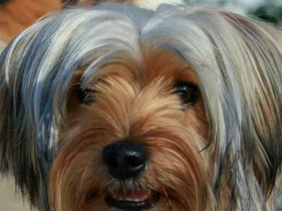 Hachi